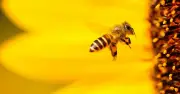Garten in Bienenparadies verwandeln: Tipps vom Imker