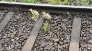 Gefährlicher Gänsemarsch auf Gleisen: Helfer retten Küken in Schwerin