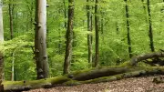 Geführte Tour zeigt die Magie uralter Buchenwälder im Nationalpark