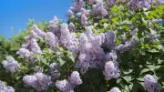 Gemeiner Flieder: Warum er im Garten zum Problem wird