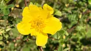 Goldene Helen Knight: Erste Blüte der Saison begeistert Rosenfreunde