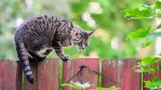 Greifswald verschärft Regeln für Freigänger-Katzen: Was Halter wissen müssen