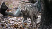 Größter Wolfsangriff in Niedersachsen: 57 Schafe getötet
