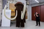 Größtes gehäkeltes Mammut der Welt: Weltrekord im Ruhr Museum