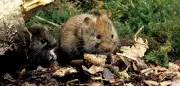 Hantavirus in Deutschland: Warum wir ein Hotspot sind