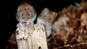 Hantavirus-Schutz: Nager effektiv bekämpfen und fernhalten
