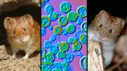Hantavirus: Tote auf Kreuzfahrtschiff – Wie gefährlich sind Mäuse?
