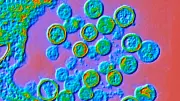 Hantavirus-Warnsignale: Virologe Stöhr erklärt Symptome