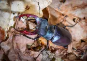 Hirschkäfer-Meldeaktion in Brandenburg gestartet