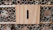 Insektenhotel bauen: Fünf typische Fehler vermeiden