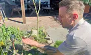 Insektenretter Kevin Noack: 10.000 Schmetterlinge für Sandersdorf
