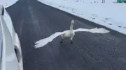 Island: Schwan liefert sich Rennen mit Auto auf Straße
