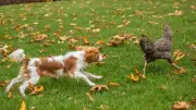 Jagdtrieb beim Hund: Warum er beim Jagen nicht hört