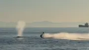 Jetski-Fahrer vor Vancouver kracht in Wal – schwerer Unfall
