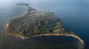 Kapitän bringt 50 Schafe per Fähre von Rügen zur Ostseeinsel Vilm