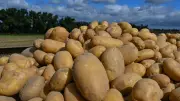 Kartoffelverkauf trotz Straßensperrung in Reutershof möglich