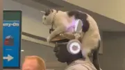 Katze als Hut: Mann rührt US-Flughafen mit tierischem Accessoire