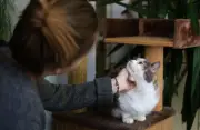 Katze zu Hause betreuen: Tipps für die Urlaubszeit