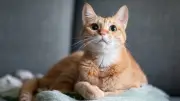 Katzen-Gurren: Die geheime Botschaft hinter dem melodischen Murr