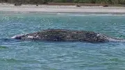Kein GPS-Sender an totem Wal vor Anholt gefunden