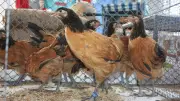 Kleintier- und Trödelmarkt in Züsedom: Auflagen aufgehoben