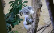 Koala-Männchen Kamaroo aus Duisburg neu im Dresdner Zoo