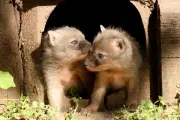 Korsak-Nachwuchs im Chemnitzer Tierpark erkundet Gehege