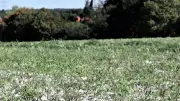 Kreidebergbau in MV: Weiße Hügel im Naturpark Nossentin