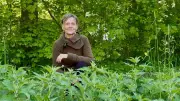 Kräuterfrau Birgit Dahler: Löwenzahn-Salzstangen und Giersch gegen Rheuma