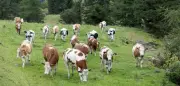 Kuhattacken in den Alpen: So verhalten Sie sich richtig