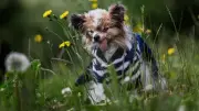 Ältester Hund der Welt mit 30 Jahren gestorben