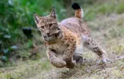 Luchs Bardi wandert aus Böhmerwald nach Sachsen ein