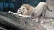 Löwe Akinda verlässt Bergzoo Halle und findet neues Zuhause in Rostock