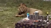 Löwenrudel überrascht Safari-Gäste beim Kaffeekränzchen in Südafrika