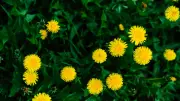 Löwenzahn: Vom Gartenärgernis zum kulinarischen Genuss
