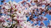Magnolien im Garten: Schön, aber schnell zu groß für Hobbygärtner