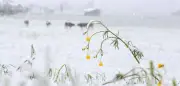 Mai-Schnee: Polarluft bringt Schnee und Glätte nach Deutschland