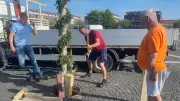 Maibaum-Sabotage in Gernrode: Täter scheitern, Baum muss gefällt werden