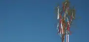 Maibaum-Tradition: Verehrer müssen den Baum bewachen, sonst wird er geklaut