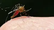 Mückenplage im Sommer: Warum die Insekten nicht ausgerottet werden können