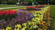 Merseburg verschenkt Tulpen und Stiefmütterchen an Bürger