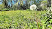 Mähfreier Mai: Ästhetik vs. Naturschutz in Bitterfeld