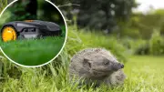 Mähroboter: Tödliche Gefahr für Igel im Garten