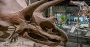 Millionenschwerer Dino-Schädel: Zoll Garching fertigt seltene Fracht ab