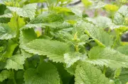Minze vor der Blüte ernten für intensivstes Aroma