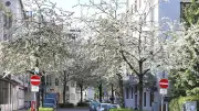 München blüht auf: Spaziergang durch die Nymphenburger Straße