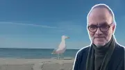 Möwen-Klau in Rostock: Vom Croissant-Dieb zum Freiheitssymbol