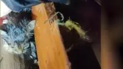 Nach Tornado-Horror: Babykatze in Trümmern gefunden
