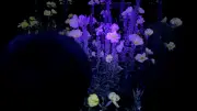 Nachtwanderung: UV-Licht enthüllt geheime Natur am Malchiner See