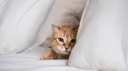 Nächtliche Blicke: Warum Ihre Katze Sie im Schlaf anstarrt